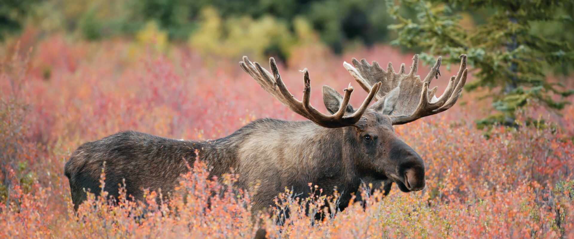 Moose in field of red plants, Canada