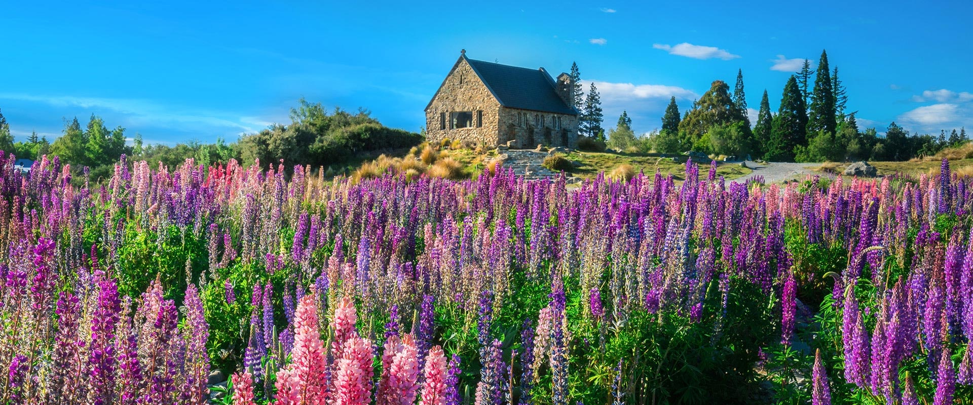 Church of the Good Shepherd and Lupine field at lake Tekapo, New Zealand Copyright (c) 2017 Blue Planet Studio/Shutterstock. 