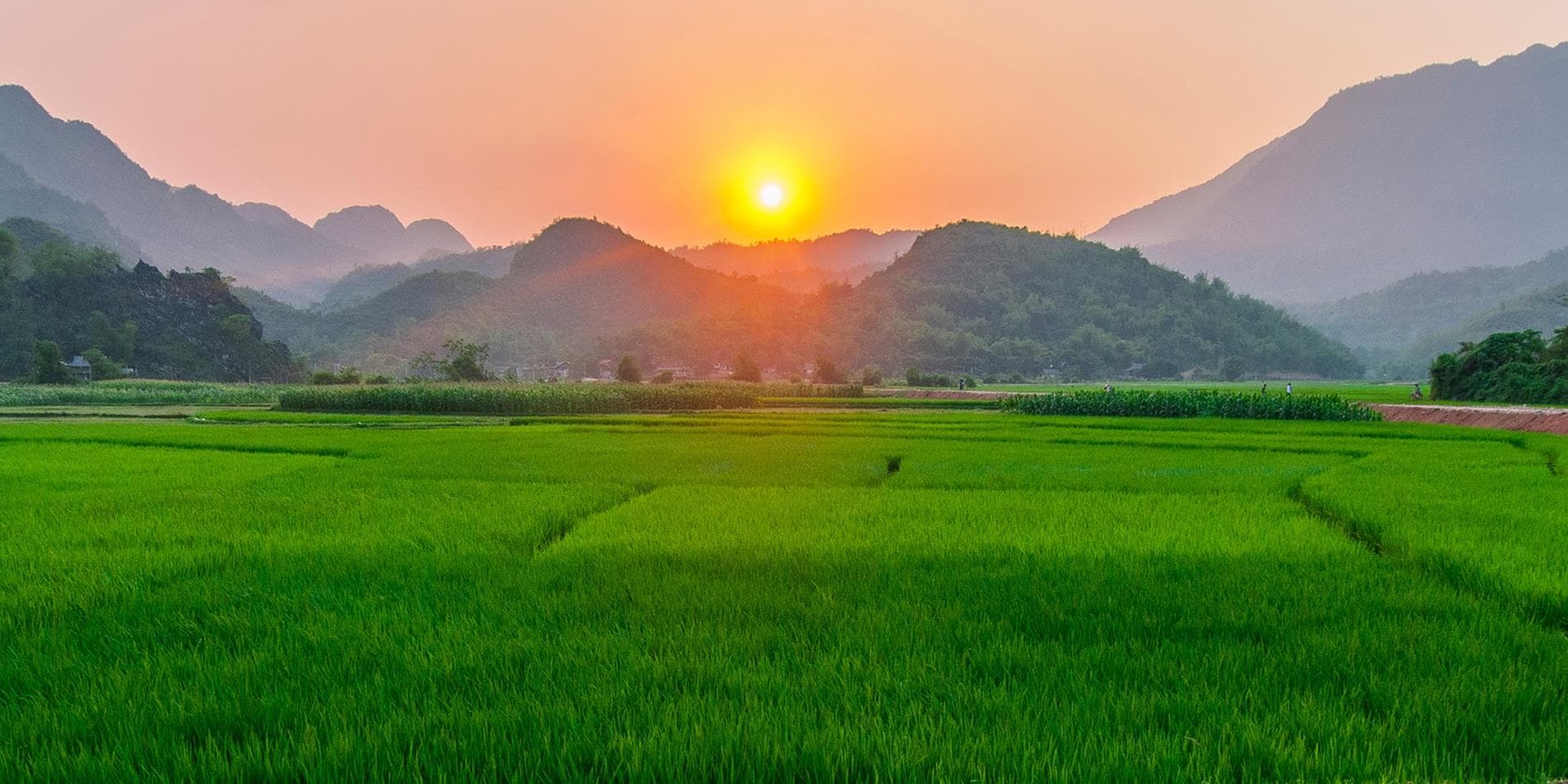 Green ricefield as the sun sets over Mai Chau