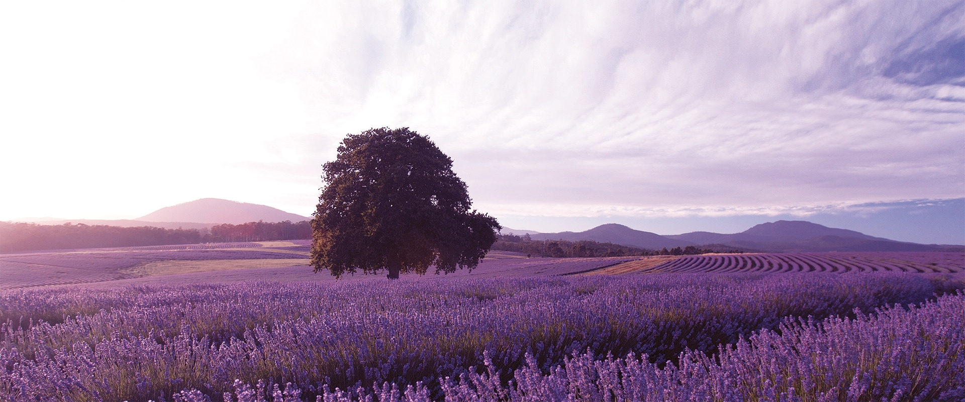 Purple lavendar fields as far as you can see, Tasmania