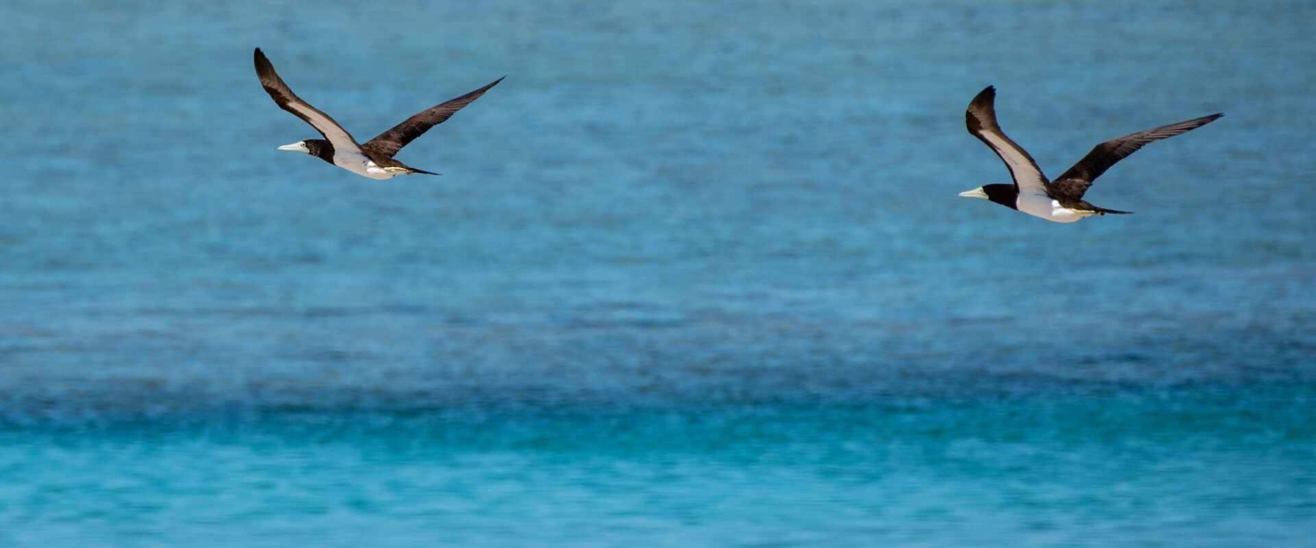 View of two birds flying over water of Adele Island, Kimberley