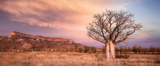 Mountains and boab tree at sunset with purple sky, Australia