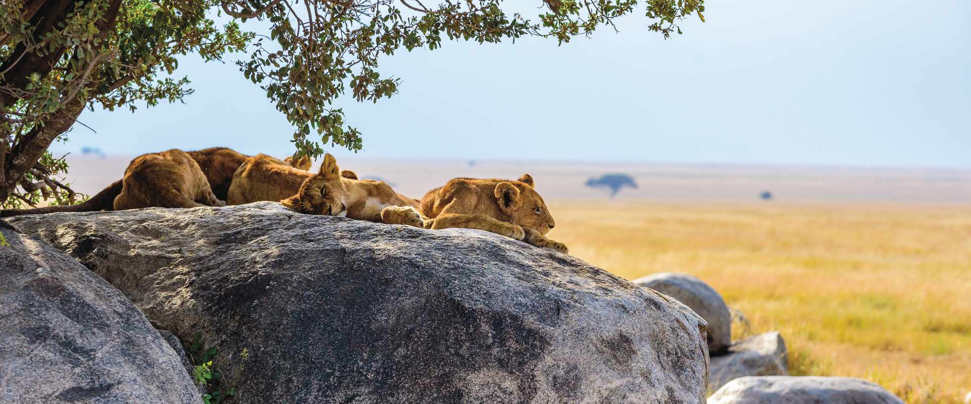 Young lions lying on rocks in Serengeti National Park, Masai Mara, Tanzania