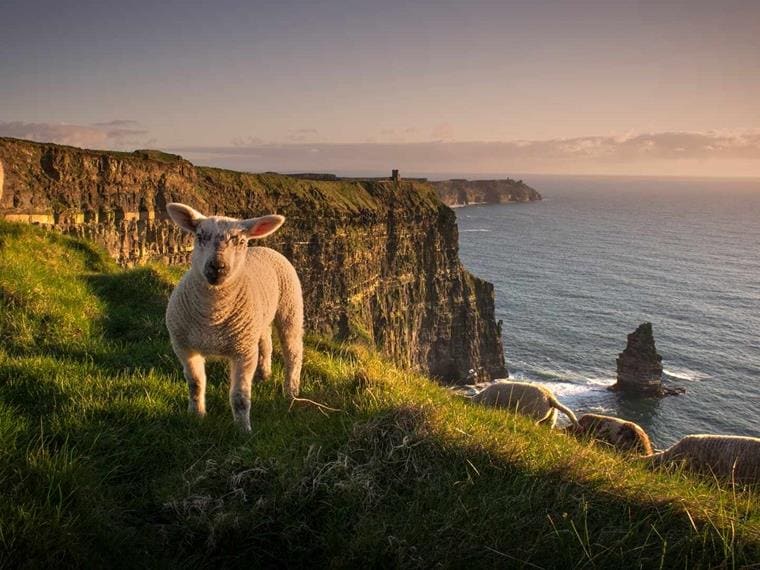 Sheep on Cliffs of Moher, Ireland