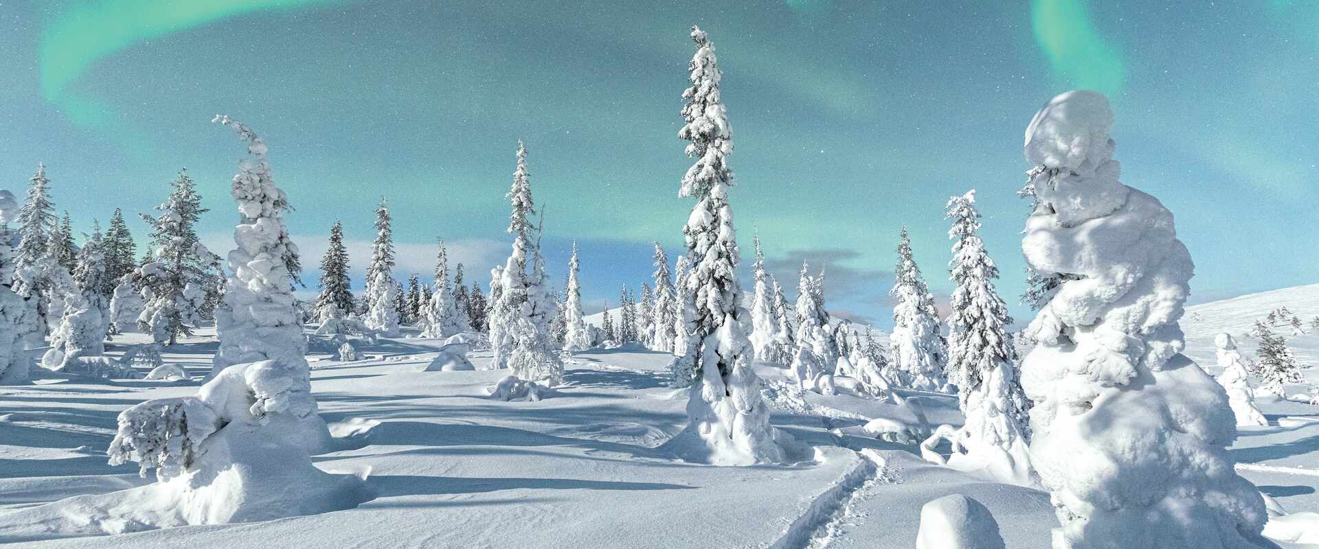 A forest blanketed in thick snow in Lapland, Finland