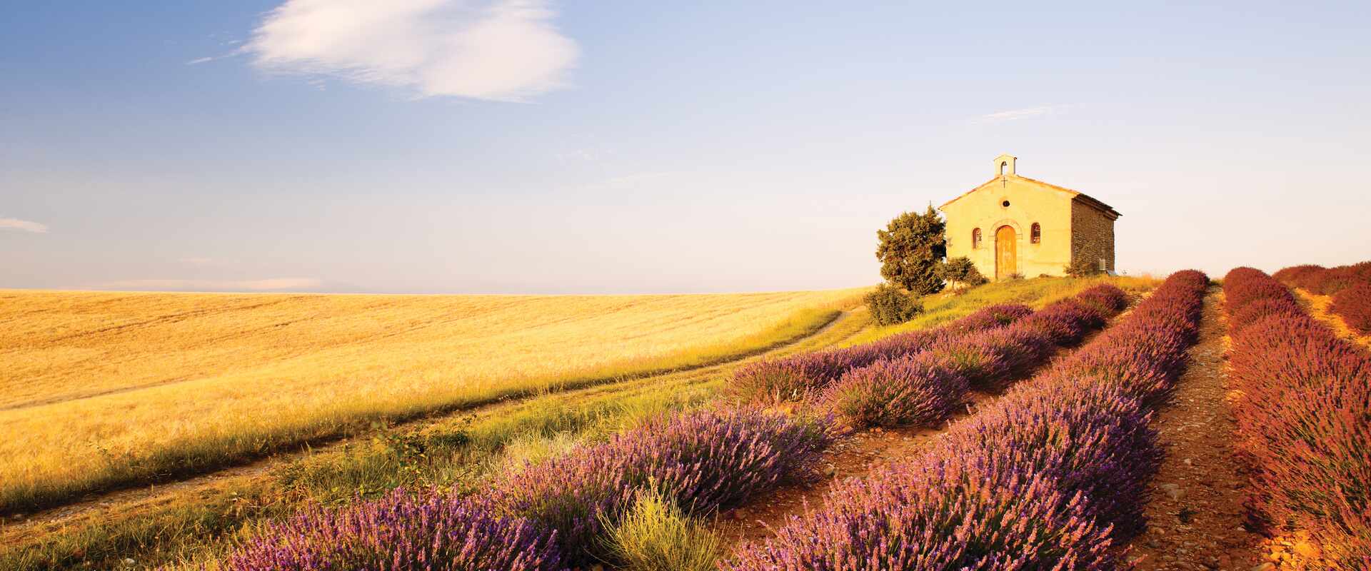 france provence lavender field sunset plateau de valensole