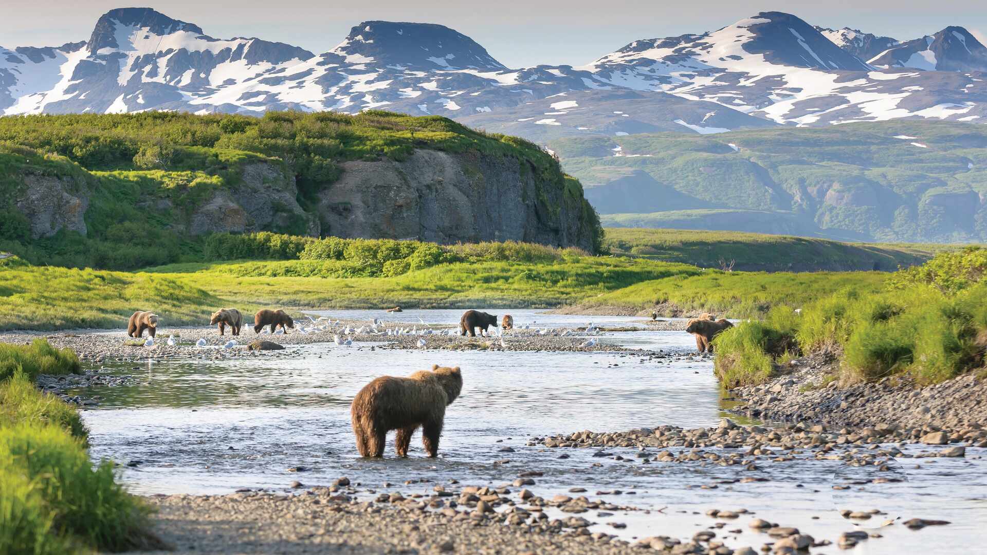 brown bears in river in alaska mountain backdrop 12-5