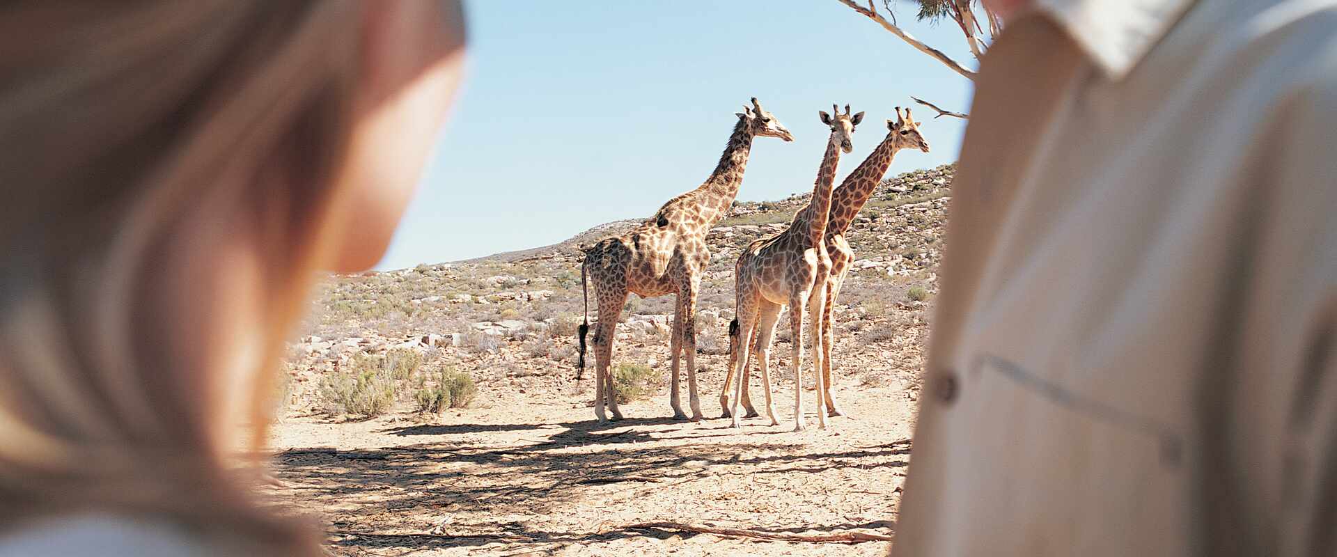 pax couple giraffe safari game drive, africa
