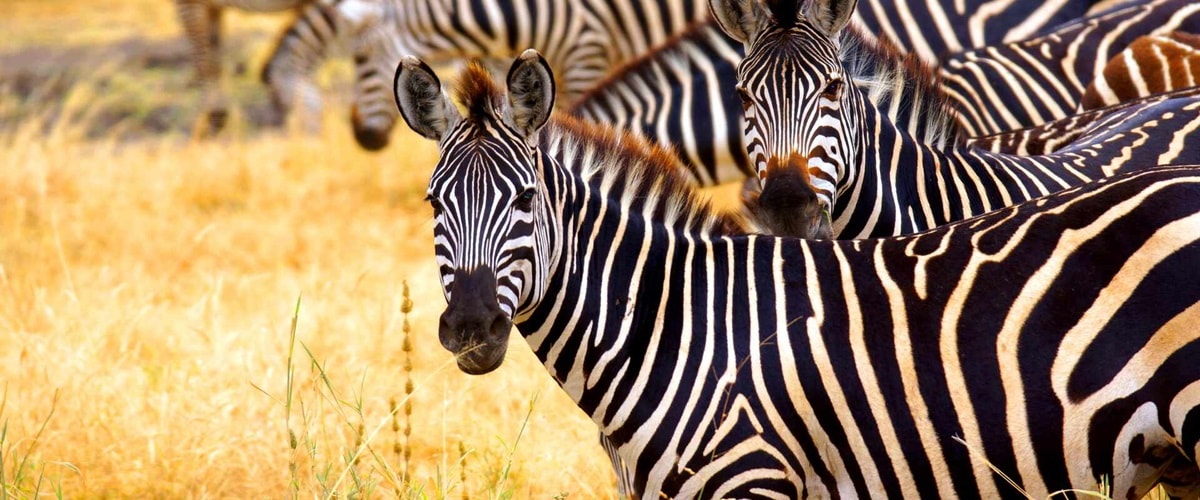 Heard of Zebras in Kruger National Park, South Africa