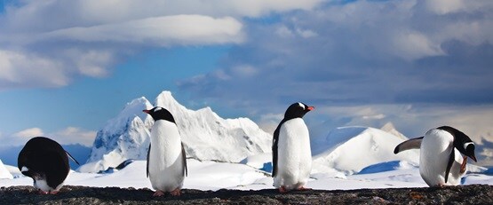 Four standing penguins in a row, Antarctica