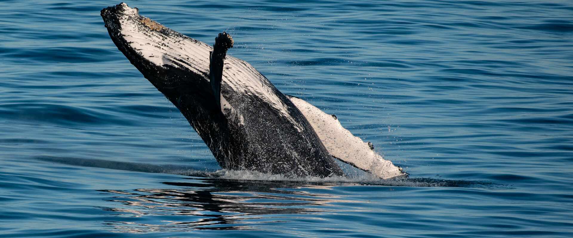 Whale breaching out of water in Adele Island, Kimberley