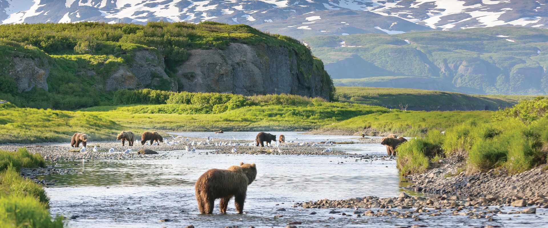 grizzly bear river mountains alaska 12 5