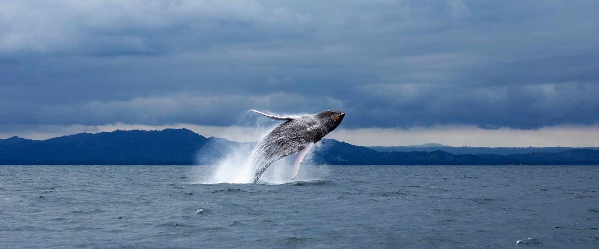 A generic shot of a whale jumping in sea against sky.