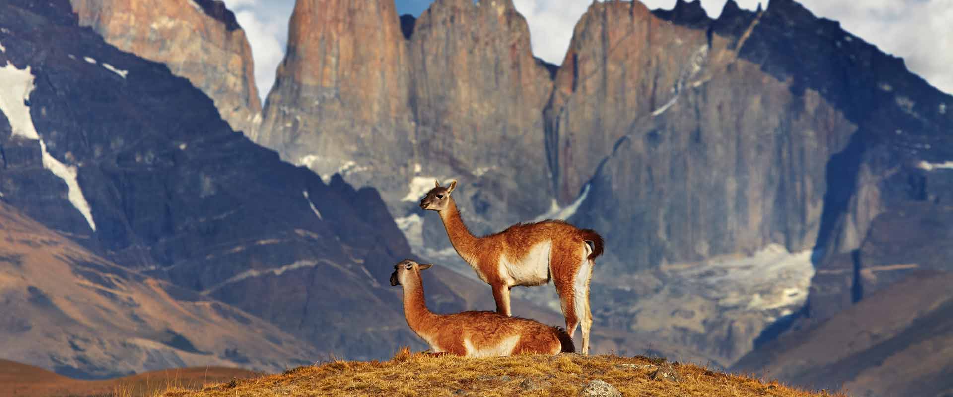 Two llamas standing together on top of a mountain, Patagonia