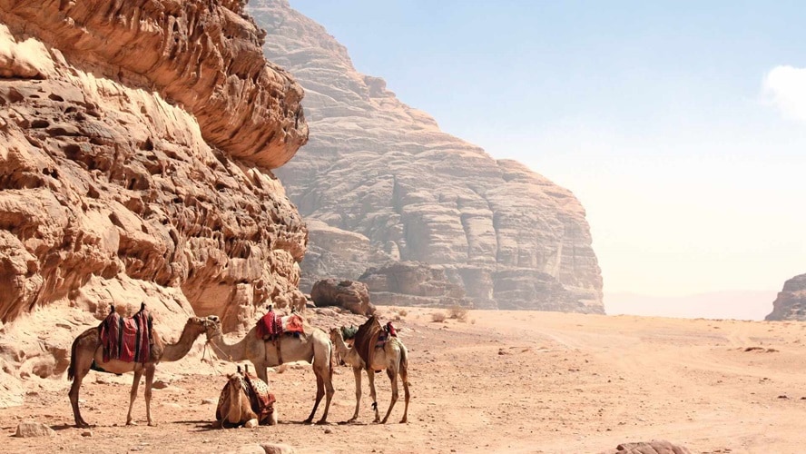 Camels in desert, Wadi Rum, Jordan