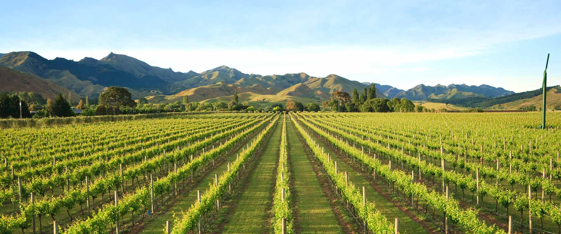 Rows of lush green vines, New Zealand