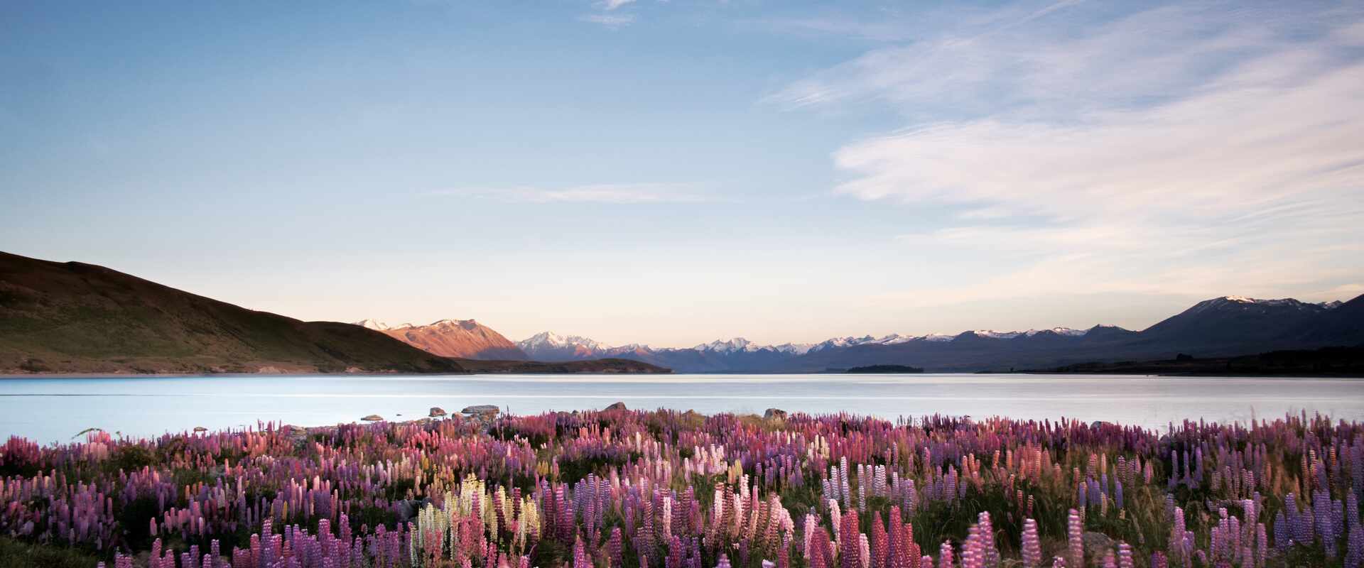 Lupins Flowers at Lake Takapo, South Island New Zealand