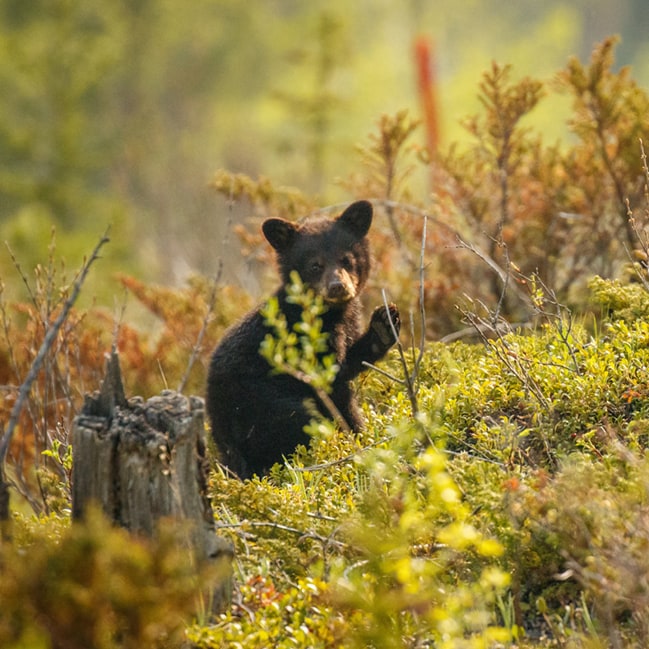 Black Bear cub in forest