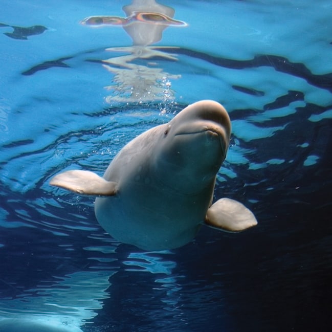 Beluga Whale underwater