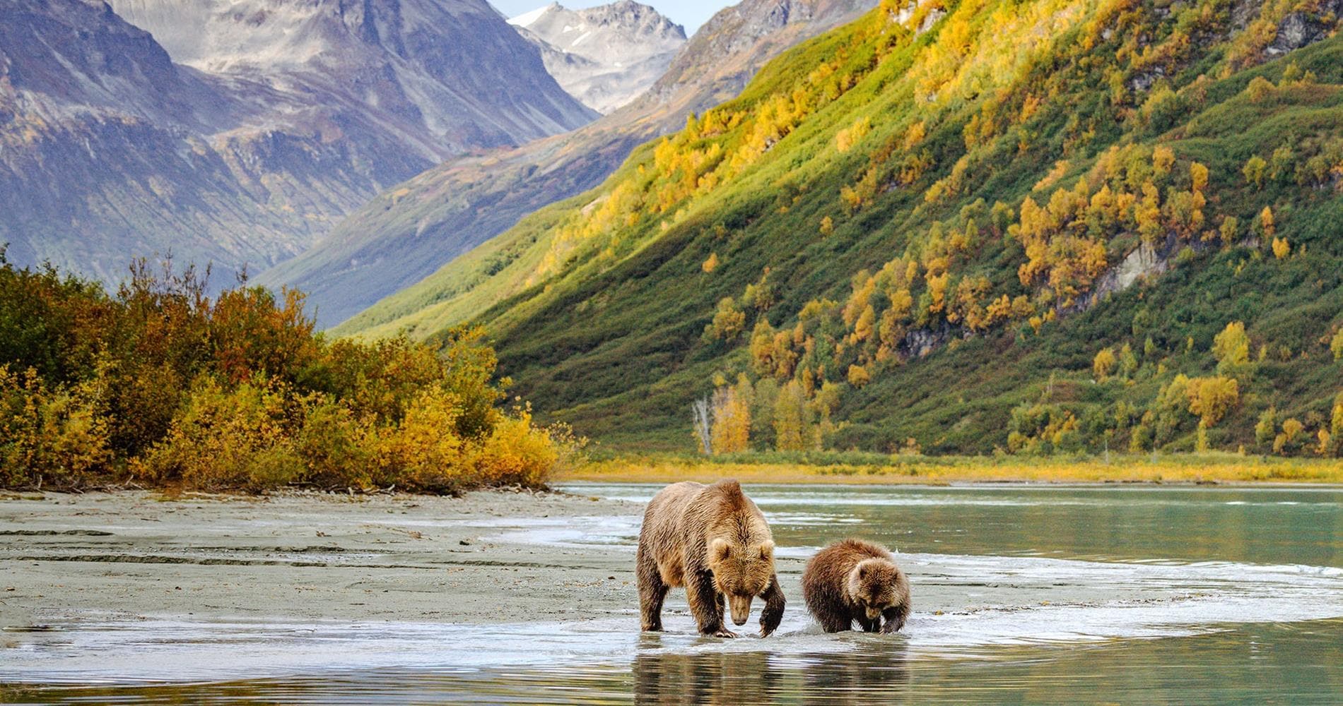 Mother and child bear in river with mountains behind, Lake Clark National Park and Preserve, Alaska