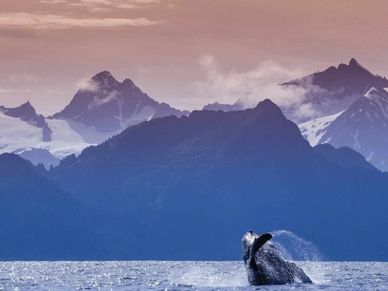 Whale breaching in Kenai Fjords National Park, Alaska