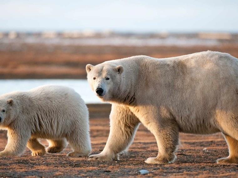 Polar bear and cub walking along by lake