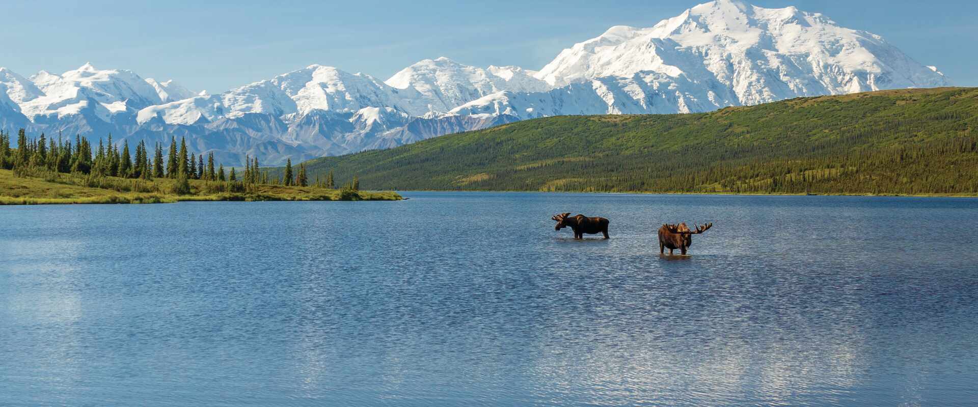 View of two moose in lake surrounded by green mountains, Alaska
