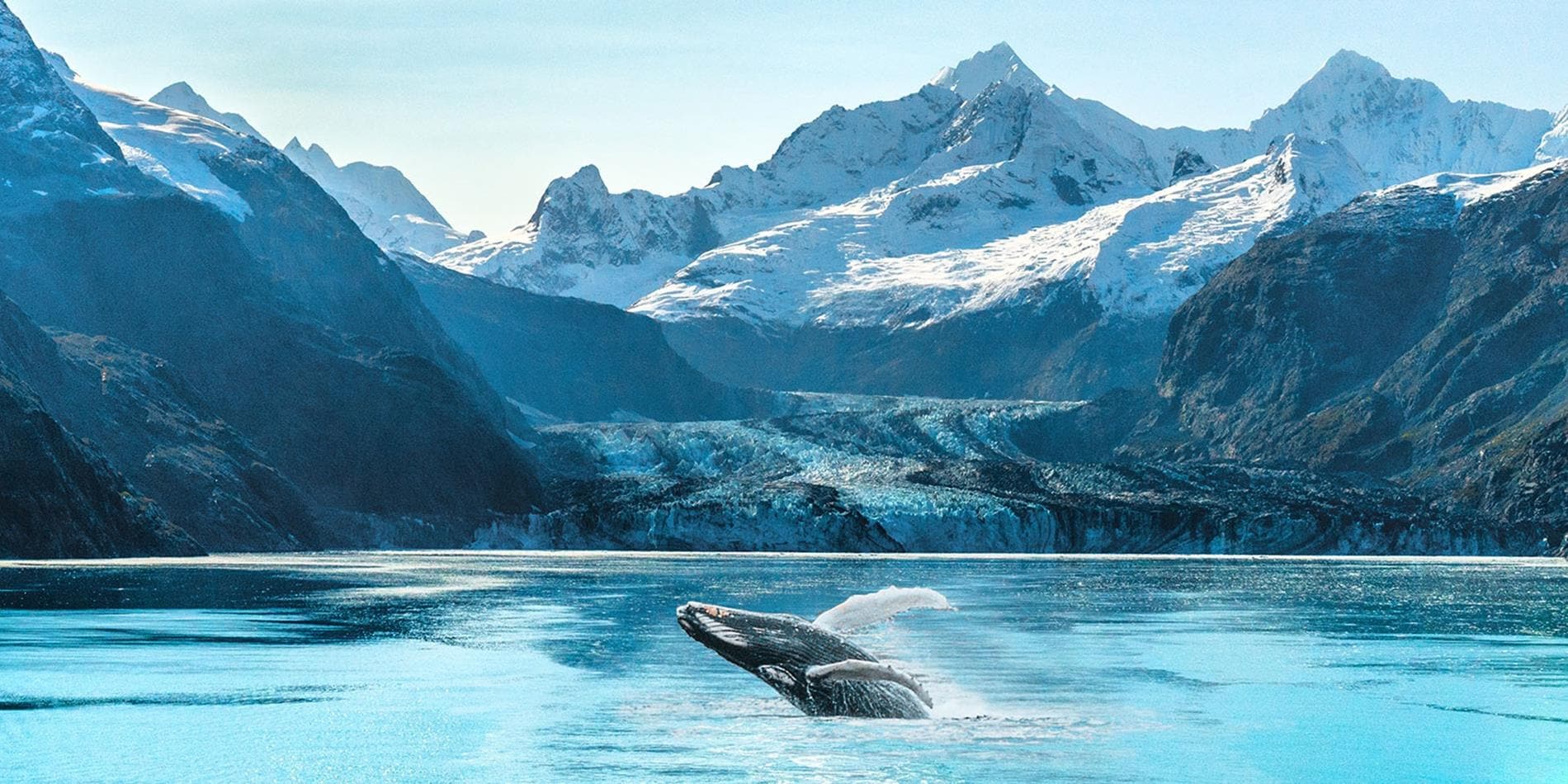 View of whale in Glacier Bay, Alaska