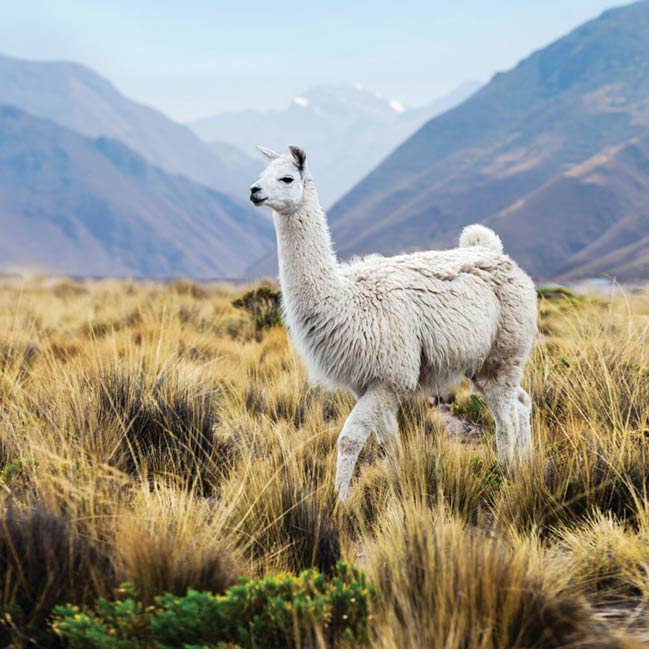 Llama, Peru