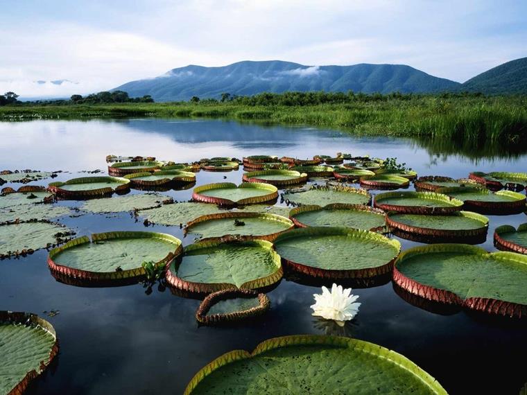 Water lilies pads, Amazon River, Brazil