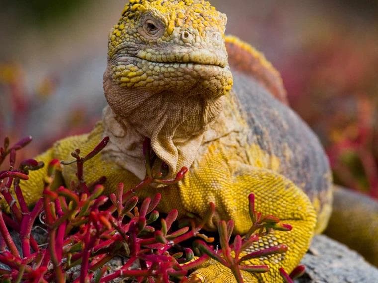 Iguana on rock, Galapagos Islands, Ecuador
