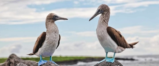 Two Blue Footed Boobies facing each other standing on rocks 