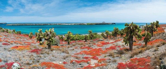View of Galapagos Islands vegetation, Ecuador