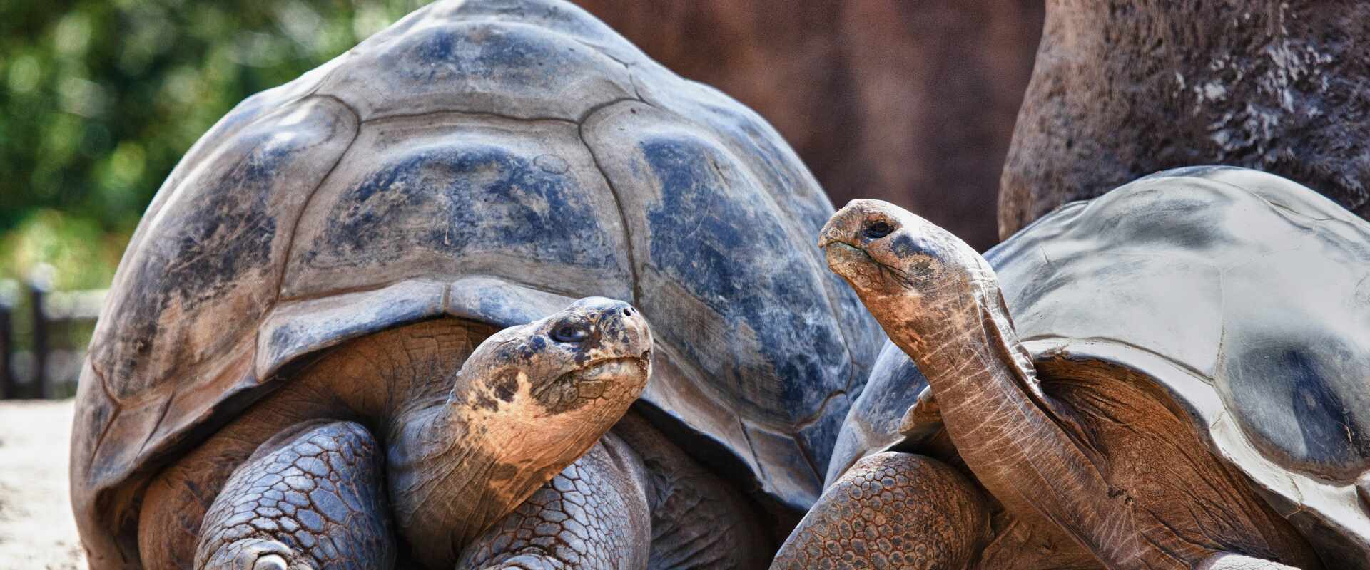 a couple of Galapagos Tortoises