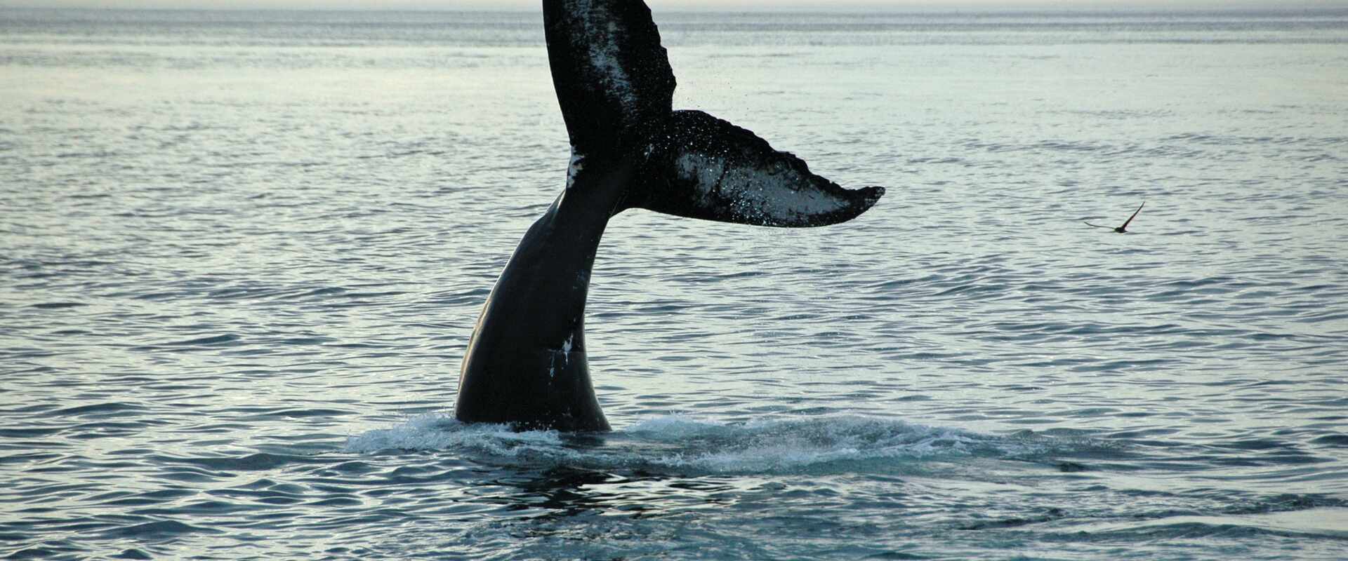 generic fauna whale breaching