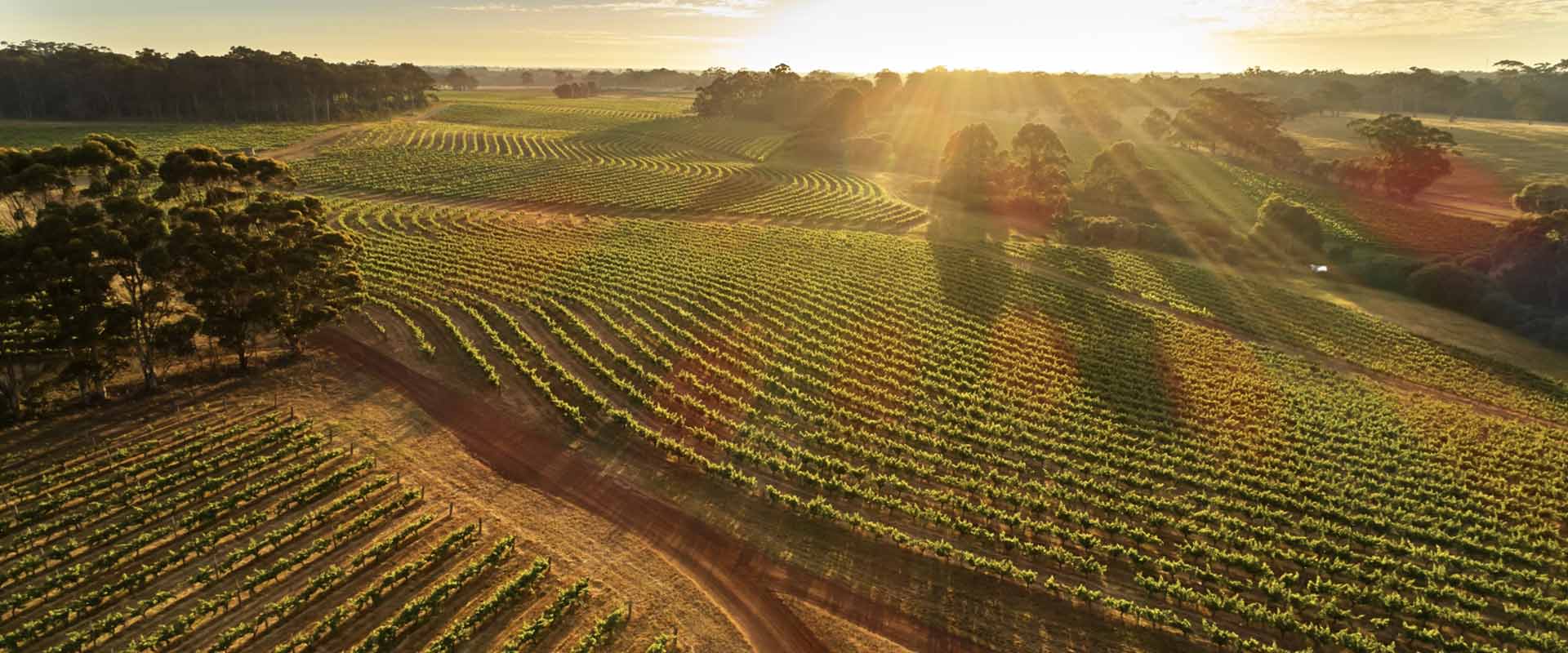 drone image of leeuwin estate vineyards at dawn western australia