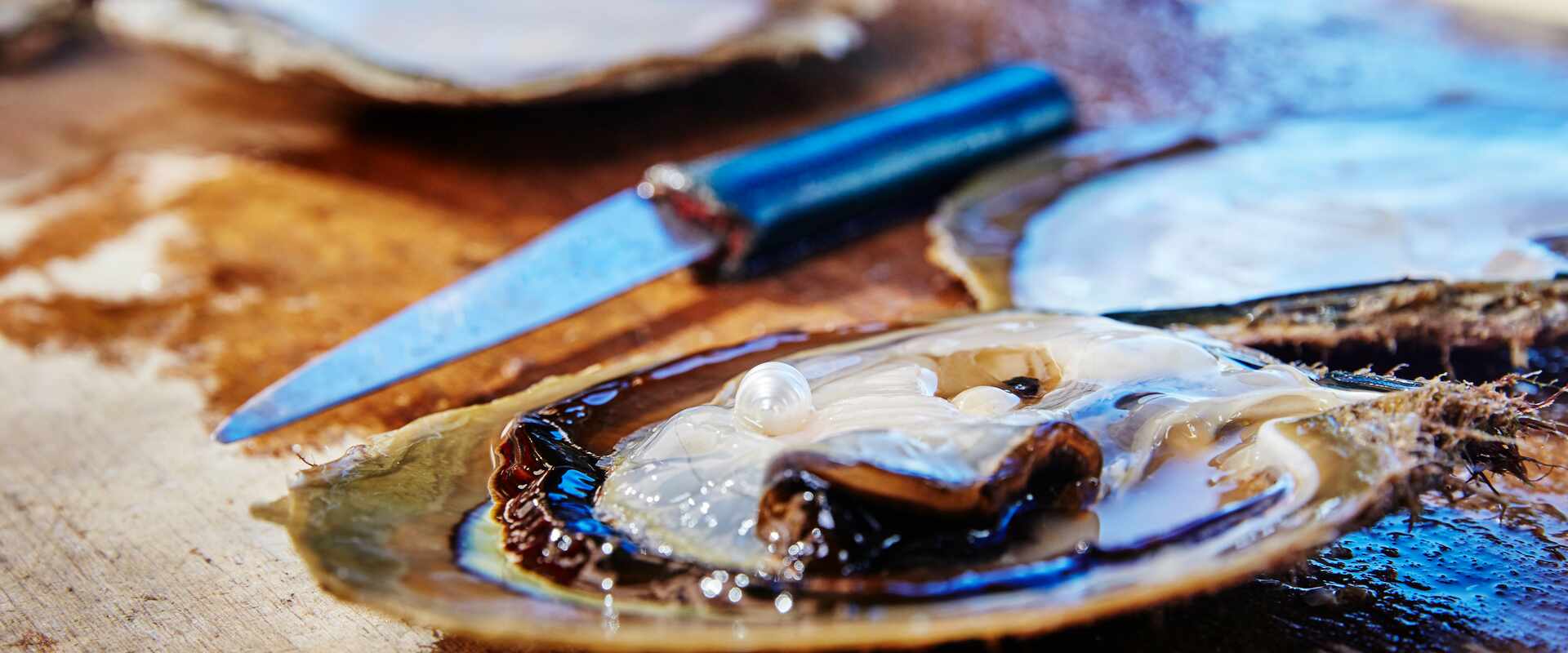 View of knife with open clam and pearl at Cygnet Bay Pearl farm, Broome 