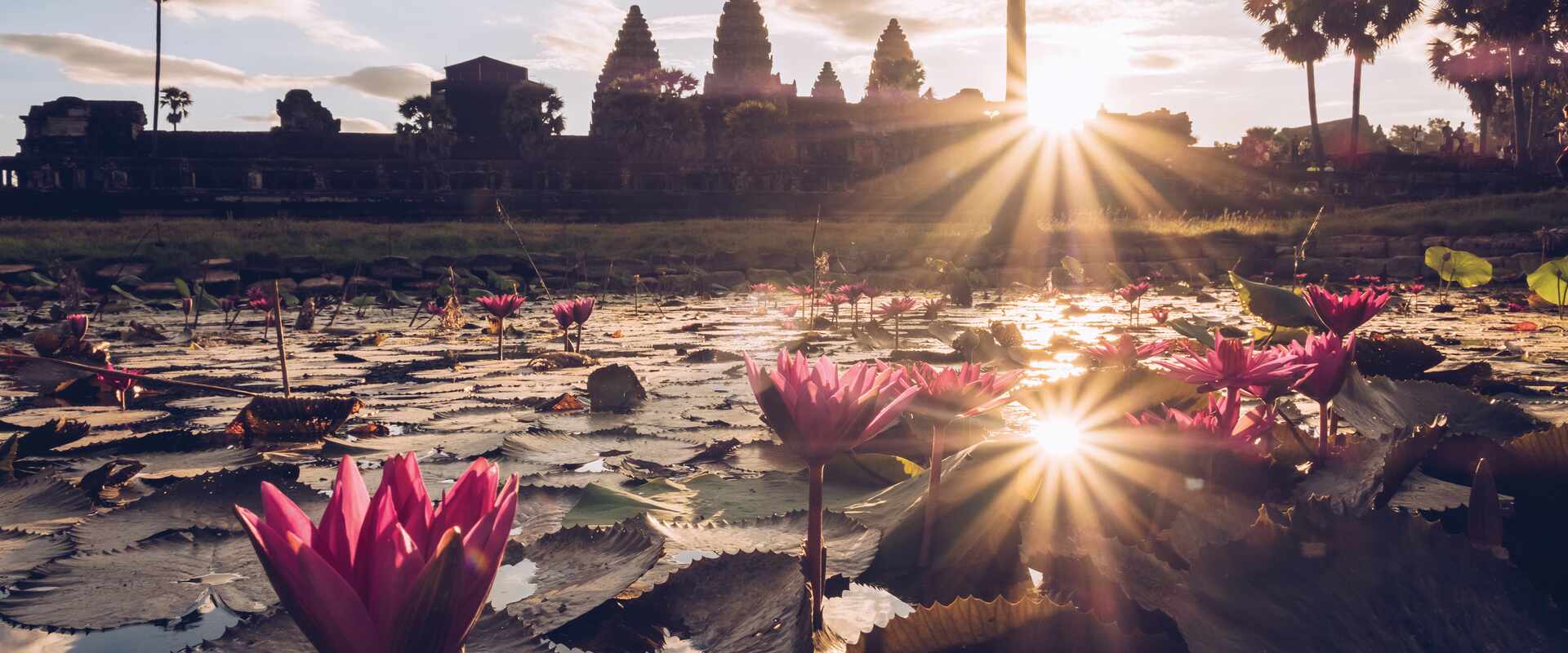 Pink lotus flower on a lake with Angkor Wat outline in the suns rays